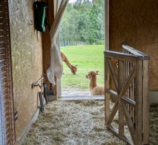 alpakalnis moletai 3