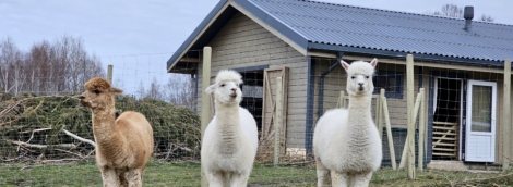 Alpakalnis su alpakomis 3