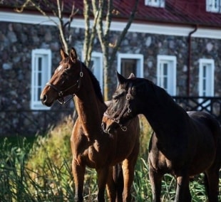 Bistrampolio dvaras žirgai