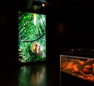 Domas Rimeika, Nida 4