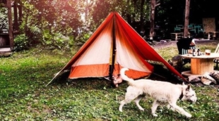Downtown Forest Hostel & Camping 5