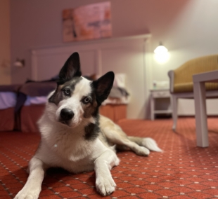 Europa Royale Drsukininkai geresnysis dvivietis kambarys