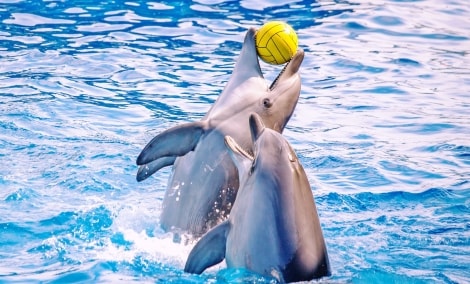 poilsis klaipedoje green park hotel kamuolys 15344