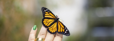 Gyvų drugelių paroda Vilniuje 2