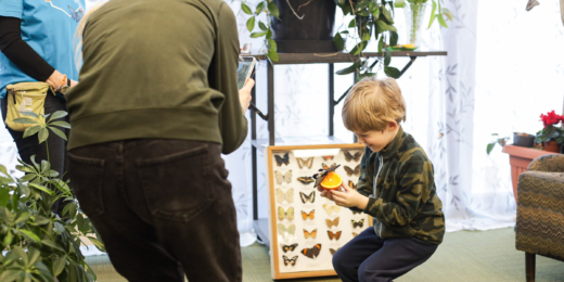 Gyvų drugelių paroda Vilniuje 7