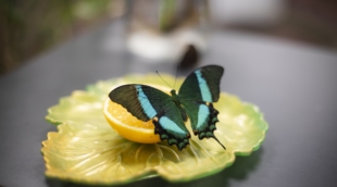 Gyvų drugelių paroda Vilniuje 77