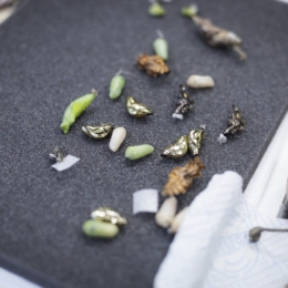 Gyvų drugelių paroda Vilniuje 9