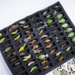 Gyvų drugelių paroda Vilniuje 10