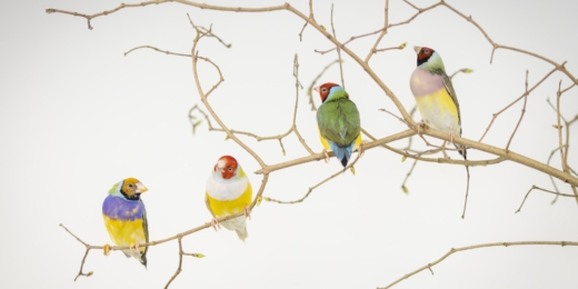 Gyvų drugelių paroda Vilniuje 11