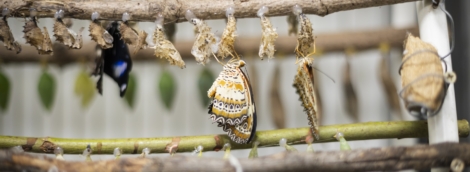 Gyvų drugelių paroda Vilniuje 5