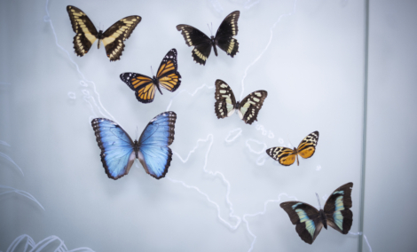 Gyvų drugelių paroda Vilniuje 8