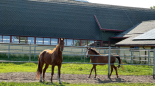 Harmony Park žirgai