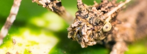 insektariumas palangoje gyvunas 15453