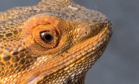 insektariumas palangoje vaizdas 15455