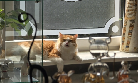 Katinų muziejus Šiauliuose 3