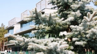 naujieji metai palangoje meduza aplinka 12944
