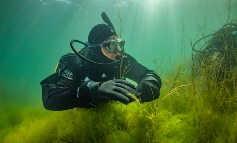 Nardymas Galvės ežere Trakuose 2