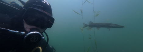 Nardymas Galvės ežere Trakuose 3