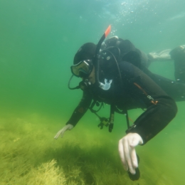 Nardymas Galvės ežere Trakuose 6