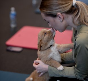 Puppy Yoga, joga su šuniukais 4