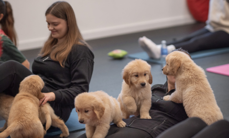 Puppy Yoga, joga su šuniukais 3