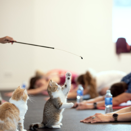 Puppy Yoga, joga su šuniukais 6