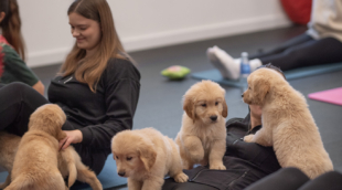 puppy yoga joga su suniukais 3
