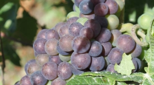 Šampanė, šampano degustacija 8