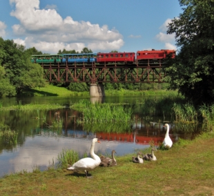 Aukštaitijos siaurukas