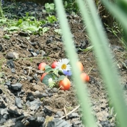 siauliai sekretas vaizdas 15540