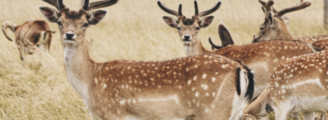 Sodeliškių dvaras 10