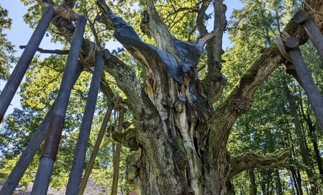 Stelmužės ąžuolas 2