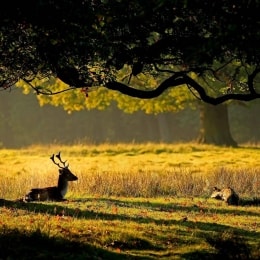 wild nature 1 14430