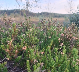 Tyrulių pelkė 5