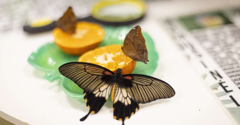 Apsilankymas drugelių parodoje