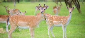 Bistrampolio dvaras