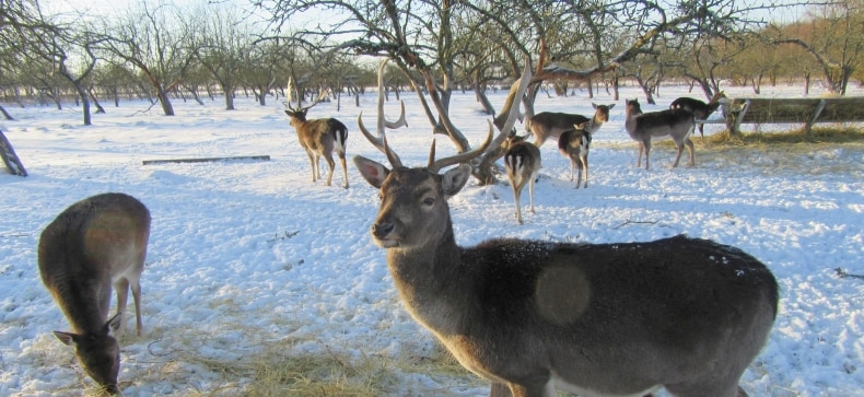 Bistrampolio dvaras