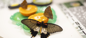 Apsilankymas parodoje