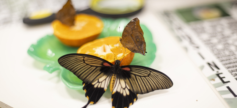 Apsilankymas parodoje