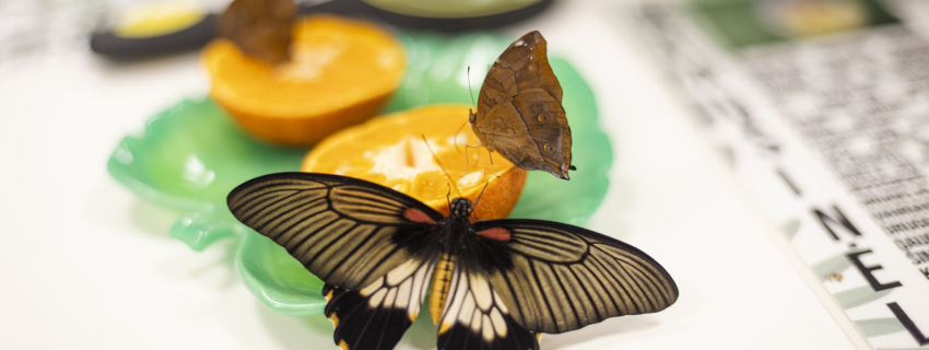 Apsilankymas parodoje